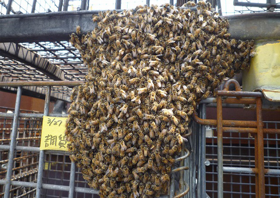 ミツバチの分封