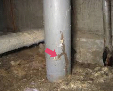 配管を上る蟻道